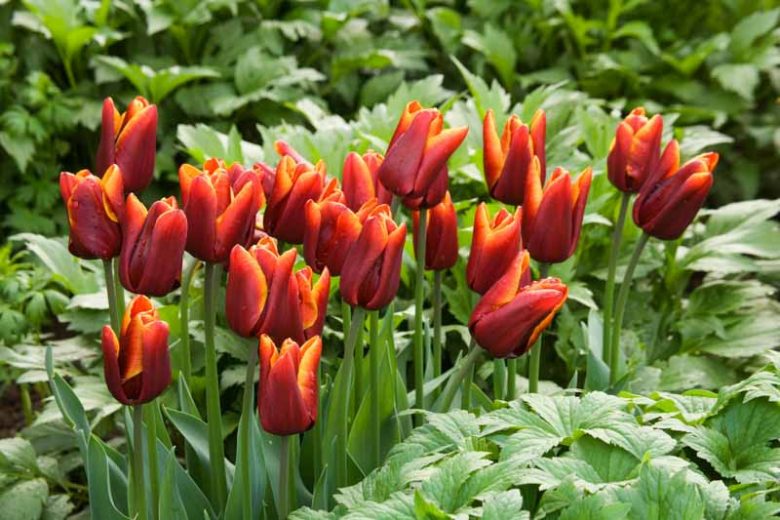 Tulip 'Abu Hassan', Triumph Tulip 'Abu Hassan', Triumph Tulips, Spring Bulbs, Spring Flowers,Tulipa 'Abu Hassan', Red Tulips, Bicolor Tulip, Tulipes Triomphe, Mid spring tulips