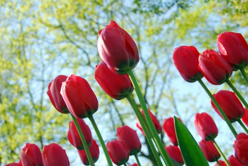 Tulipa 'Acropolis', Tulip 'Acropolis', Darwin Hybrid Tulip 'Acropolis', Darwin Hybrid Tulips, Spring Bulbs, Spring Flowers, Red Tulip