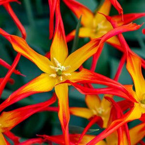Tulipa acuminata, Horned Tulip, Botanical Tulips, Wild Tulips, Rock Garden Tulips