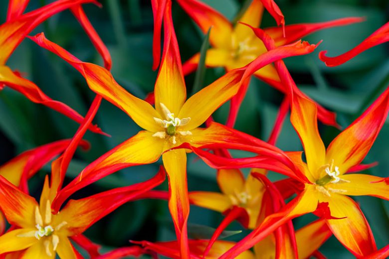 Tulipa acuminata, Horned Tulip, Botanical Tulips, Wild Tulips, Rock Garden Tulips