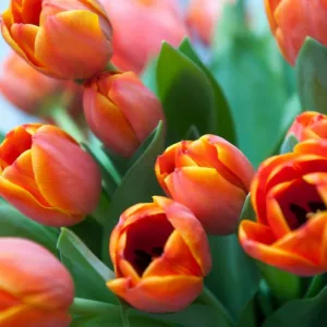 Tulipa 'Ad Rem', Tulip 'Ad Rem', Darwin Hybrid Tulip 'Ad Rem', Darwin Hybrid Tulips, Spring Bulbs, Spring Flowers,Tulipe Ad Rem, Darwin Tulip, Bicolor Tulip, Red Tulip, Tulipe Darwin