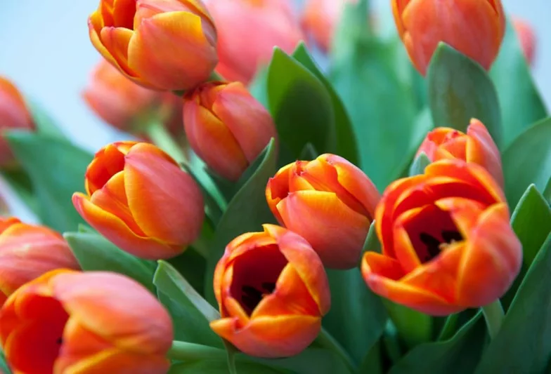 Tulipa 'Ad Rem', Tulip 'Ad Rem', Darwin Hybrid Tulip 'Ad Rem', Darwin Hybrid Tulips, Spring Bulbs, Spring Flowers,Tulipe Ad Rem, Darwin Tulip, Bicolor Tulip, Red Tulip, Tulipe Darwin