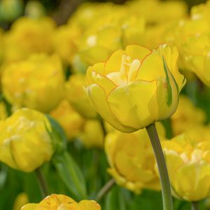 Tulipa 'Akebono', Tulip 'Akebono', Darwin Hybrid Tulip 'Akebono', Darwin Hybrid Tulips, Spring Bulbs, Spring Flowers, Yellow Tulip, Double Late Tulip