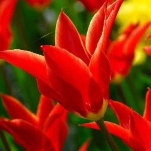 Tulipa Aladdin, Tulip 'Aladdin', Lily-Flowered Tulip 'Aladdin', Lily-Flowering Tulip 'Aladdin', Lily-Flowered Tulips, Spring Bulbs, Spring Flowers,Tulipe Aladdin,Tulip Aladin,Lily Flowered Tulip, Red tulip, mid late season tulip, mid late spring tulip