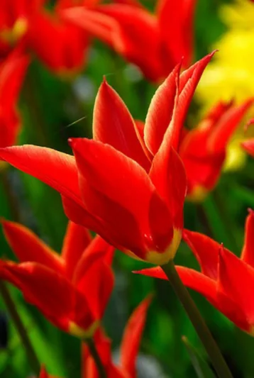 Tulipa Aladdin, Tulip 'Aladdin', Lily-Flowered Tulip 'Aladdin', Lily-Flowering Tulip 'Aladdin', Lily-Flowered Tulips, Spring Bulbs, Spring Flowers,Tulipe Aladdin,Tulip Aladin,Lily Flowered Tulip, Red tulip, mid late season tulip, mid late spring tulip