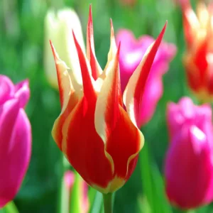 Tulipa Aladdin's Record, Tulip 'Aladdin's Record', Lily-Flowered Tulip 'Aladdin's Record', Lily-Flowering Tulip 'Aladdin's Record', Lily-Flowered Tulips, Spring Bulbs, Spring Flowers, Bicolor Tulips
