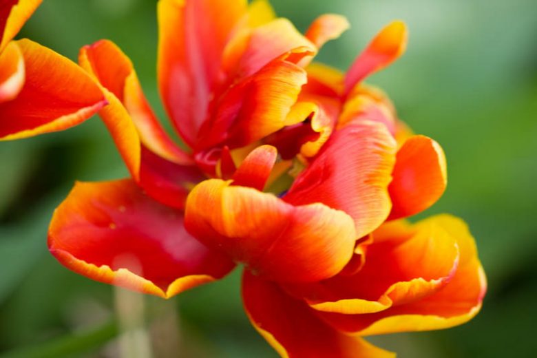Tulipa 'Allegretto',Tulip 'Allegretto', Double Late Tulip 'Allegretto', Double Late Tulips, Spring Bulbs, Spring Flowers, Tulipe Allegretto, Bicolor tulips, Tulipes Doubles Tardives