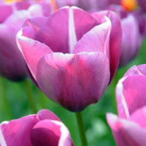 Tulipa 'Andre Rieu', Tulipa 'Andr&eacute; Rieu', Tulip 'Andre Rieu', Single Late Tulip 'Andre Rieu', Tulip 'Andr&eacute; Rieu', Single Late Tulip 'Andr&eacute; Rieu' Single Late Tulips, Spring Bulbs, Spring Flowers, Tulipe Andr&eacute; Rieu, Purple Tulip,