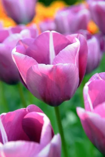 Tulipa 'Andre Rieu', Tulipa 'Andr&eacute; Rieu', Tulip 'Andre Rieu', Single Late Tulip 'Andre Rieu', Tulip 'Andr&eacute; Rieu', Single Late Tulip 'Andr&eacute; Rieu' Single Late Tulips, Spring Bulbs, Spring Flowers, Tulipe Andr&eacute; Rieu, Purple Tulip,