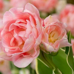 Tulipa 'Annelinde',Tulip 'Annelinde', Double Late Tulip 'Annelinde', Double Late Tulips, Spring Bulbs, Spring Flowers, Pink Tulip, Double Late Tulip