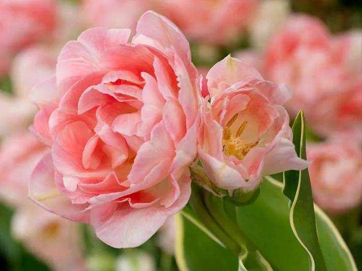 Tulipa 'Annelinde',Tulip 'Annelinde', Double Late Tulip 'Annelinde', Double Late Tulips, Spring Bulbs, Spring Flowers, Pink Tulip, Double Late Tulip