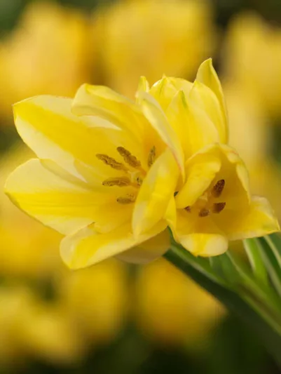 Tulipa Antoinette, Tulip 'Antoinette', Single Late Tulip 'Antoinette', Single Late Tulips, Spring Bulbs, Spring Flowers, Tulipe Antoinette, Yellow tulips, Tulipes Simples Tardives