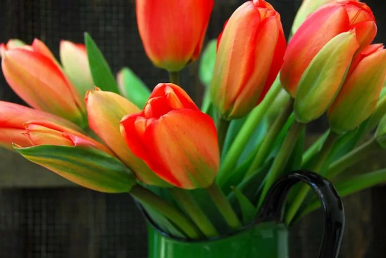 Tulipa 'Apeldoorn', Tulip 'Apeldoorn', Darwin Hybrid Tulip 'Apeldoorn', Darwin Hybrid Tulips, Spring Bulbs, Spring Flowers, Red Tulip