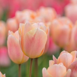 Tulip 'Apricot Beauty', Tulipa 'Apricot Beauty, Single Early Tulip 'Apricot Beauty', Single Early Tulips, Spring Bulbs, Spring Flowers, Apricot Tulip