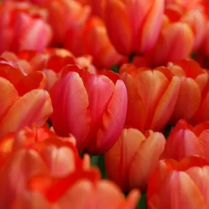 Tulipa 'Apricot Impression',Tulip 'Apricot Impression', Darwin Hybrid Tulip 'Apricot Impression', Darwin Hybrid Tulips, Spring Bulbs, Spring Flowers, Tulipe 'Apricot Impression', Apricot Tulip, Orange Tulip