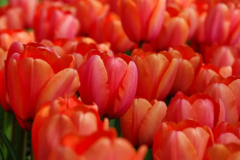Tulipa 'Apricot Impression',Tulip 'Apricot Impression', Darwin Hybrid Tulip 'Apricot Impression', Darwin Hybrid Tulips, Spring Bulbs, Spring Flowers, Tulipe 'Apricot Impression', Apricot Tulip, Orange Tulip