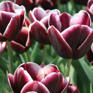 Tulipa Arabian Mystery, Tulip 'Arabian Mystery', Triumph Tulip 'Arabian Mystery', Triumph Tulips, Spring Bulbs, Spring Flowers, Tulipe Arabian Mystery, Triumph Tulip, Mid Season Tulip, Late Season Tulip, purple Tulip, bicolored Tulip