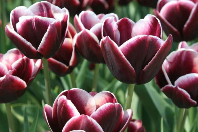 Tulipa Arabian Mystery, Tulip 'Arabian Mystery', Triumph Tulip 'Arabian Mystery', Triumph Tulips, Spring Bulbs, Spring Flowers, Tulipe Arabian Mystery, Triumph Tulip, Mid Season Tulip, Late Season Tulip, purple Tulip, bicolored Tulip