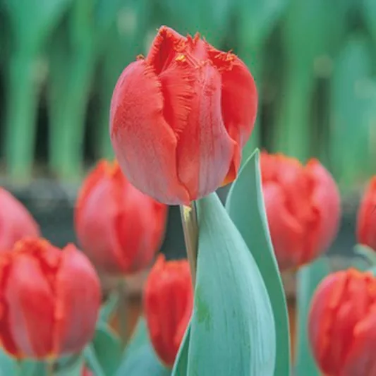 Tulipa Arma, Tulip 'Arma', Fringed Tulip 'Arma', Fringed Tulips, Spring Bulbs, Spring Flowers, Tulipe Arma, Red Tulips, Tulipes Dentelle, mid spring red tulip, AGM Tulip