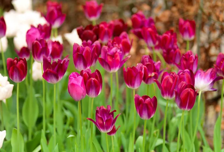 Tulipa 'Attila', Tulip 'Attila', Triumph Tulip 'Attila', Triumph Tulips, Spring Bulbs, Spring Flowers, Purple Tulips, Tulipes Triomphe, Mid spring tulips