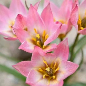 Tulipa aucheriana, Aucher's Tulip, Botanical Tulips, Wild Tulips, Rock Garden Tulips