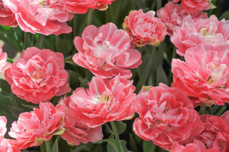 Tulipa 'Aveyron',Tulip 'Aveyron', Double Late Tulip 'Aveyron', Double Late Tulips, Spring Bulbs, Spring Flowers, Pink Tulip, Double Late Tulip