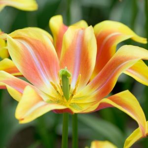 Tulipa Ballade Dream,Tulip 'Ballade Dream', Lily-Flowered Tulip 'Ballade Dream', Lily-Flowered Tulips, Spring Bulbs, Spring Flowers,Tulipe Ballade, Lily Flowered Tulip, Lily Flowering Tulip, Bicolor Tulip, Yellow Tulip