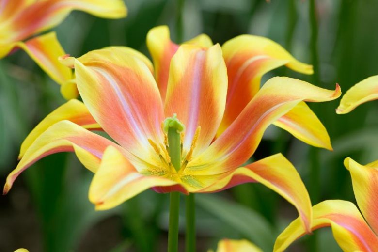 Tulipa Ballade Dream,Tulip 'Ballade Dream', Lily-Flowered Tulip 'Ballade Dream', Lily-Flowered Tulips, Spring Bulbs, Spring Flowers,Tulipe Ballade, Lily Flowered Tulip, Lily Flowering Tulip, Bicolor Tulip, Yellow Tulip