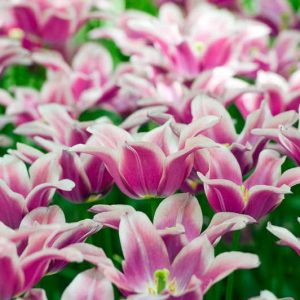 Tulipa Ballade,Tulip 'Ballade', Lily-Flowered Tulip 'Ballade', Lily-Flowering Tulip 'Ballade', Lily-Flowered Tulips, Spring Bulbs, Spring Flowers,Tulipe Ballade, Lily Flowered Tulip, Lily Flowering Tulip, Bicolor Tulip, Purple Tulip
