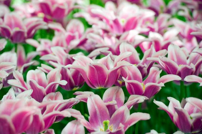 Tulipa Ballade,Tulip 'Ballade', Lily-Flowered Tulip 'Ballade', Lily-Flowering Tulip 'Ballade', Lily-Flowered Tulips, Spring Bulbs, Spring Flowers,Tulipe Ballade, Lily Flowered Tulip, Lily Flowering Tulip, Bicolor Tulip, Purple Tulip
