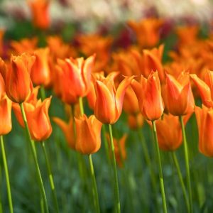 Tulipa Ballerina, Tulip 'Ballerina', Lily-Flowered Tulip Ballerina', Lily-Flowering Tulip 'Ballerina', Lily-Flowered Tulips, Spring Bulbs, Spring Flowers,Tulipe Ballerina, Orange Tulip, Lily-flowered tulip