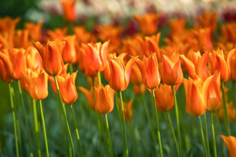 Tulipa Ballerina, Tulip 'Ballerina', Lily-Flowered Tulip Ballerina', Lily-Flowering Tulip 'Ballerina', Lily-Flowered Tulips, Spring Bulbs, Spring Flowers,Tulipe Ballerina, Orange Tulip, Lily-flowered tulip