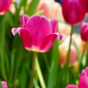 Tulipa Barcelona,Tulip 'Barcelona', Triumph Tulip 'Barcelona', Triumph Tulips, Spring Bulbs, Spring Flowers, Tulipe Barcelona, Triumph Tulip, Tulipe Triomphe, Purple tulips, Pink tulips