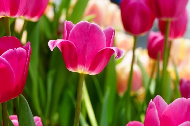 Tulipa Barcelona,Tulip 'Barcelona', Triumph Tulip 'Barcelona', Triumph Tulips, Spring Bulbs, Spring Flowers, Tulipe Barcelona, Triumph Tulip, Tulipe Triomphe, Purple tulips, Pink tulips