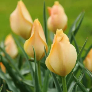 Tulip 'Bright Gem', Lady Tulip 'Bright Gem', Tulipa Linifolia 'Bright Gem', Botanical Tulips, Tulip Species, Rock Garden Tulips, Wild Tulips, Candle Stick Tulips