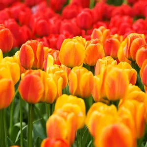 Tulipa 'Beauty of Apeldoorn', Tulip 'Beauty of Apeldoorn', Darwin Hybrid Tulip 'Beauty of Apeldoorn', Darwin Hybrid Tulips, Spring Bulbs, Spring Flowers, Yellow Tulip, Cream Tulip, Bicolor Tulip