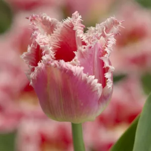 Tulipa 'Bell Song', Tulip 'Bell Song', Fringed Tulip 'Bell Song', Fringed Tulips, Spring Bulbs, Spring Flowers, pink Tulips, Tulipes Dentelle