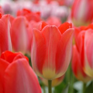 Tulipa 'Big Chief', Tulip ''Big Chief', Darwin Hybrid Tulip ''Big Chief', Darwin Hybrid Tulips, Spring Bulbs, Spring Flowers, Red Tulip