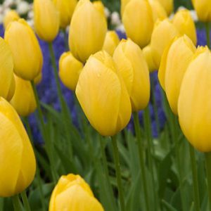 Tulipa 'Big Smile', Tulip ''Big Smile', Single Late Tulip 'Big Smile', Single Late Tulips, Spring Bulbs, Spring Flowers, Yellow Tulip, Single Late Tulip
