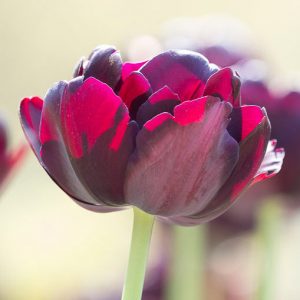 Tulipa 'Black Hero',Tulip 'Black Hero', Double Late Tulip 'Black Hero', Double Late Tulips, Spring Bulbs, Spring Flowers, Tulipe Black hero, Dark Tulips, Black Tulips, Late spring tulips, Tulipes Doubles Tardives