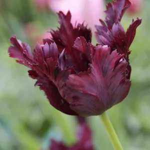 Tulipa Black Parrot,Tulip 'Black Parrot', Parrot Tulip 'Black Parrot', Parrot Tulips, Spring Bulbs, Spring Flowers,Tulipe Black Parrot, Parrot Tulip, Black Tulip, Tulipe Perroquet