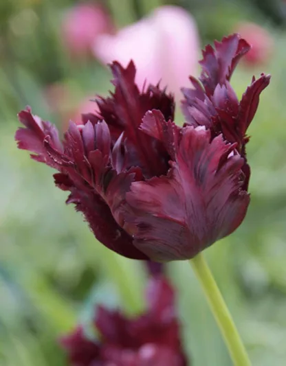 Tulipa Black Parrot,Tulip 'Black Parrot', Parrot Tulip 'Black Parrot', Parrot Tulips, Spring Bulbs, Spring Flowers,Tulipe Black Parrot, Parrot Tulip, Black Tulip, Tulipe Perroquet