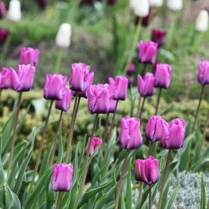 Tulipa 'Bleu Aimable', Tulip 'Bleu Aimable', Single Late Tulip 'Bleu Aimable', Single Late Tulips, Spring Bulbs, Spring Flowers, Purple Tulip,Blue Tulips