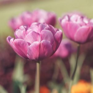 Tulipa Blue Diamond,Tulip 'Blue Diamond', Double Late Tulip 'Blue Diamond', Double Late Tulips, Spring Bulbs, Spring Flowers,Tulipe Blue Diamond, Double Late Tulip, Purple Tulip