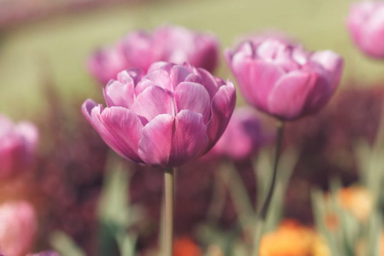 Tulipa Blue Diamond,Tulip 'Blue Diamond', Double Late Tulip 'Blue Diamond', Double Late Tulips, Spring Bulbs, Spring Flowers,Tulipe Blue Diamond, Double Late Tulip, Purple Tulip