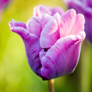 Tulipa Blue Parrot,Tulip 'Blue Parrot', Parrot Tulip 'Blue Parrot', Parrot Tulips, Spring Bulbs, Spring Flowers,Tulipe Blue Parrot, Purple tulip, Tulipe perroquet