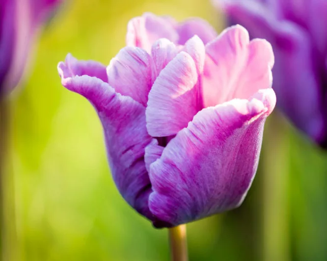 Tulipa Blue Parrot,Tulip 'Blue Parrot', Parrot Tulip 'Blue Parrot', Parrot Tulips, Spring Bulbs, Spring Flowers,Tulipe Blue Parrot, Purple tulip, Tulipe perroquet