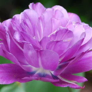 Tulipa Blue Spectacle,Tulip 'Blue Spectacle', Double Late Tulip 'Blue Spectacle', Double Late Tulips, Spring Bulbs, Spring Flowers, Tulipe Blue Spectacle, Purple Tulips, Late spring tulips, Tulipes Doubles Tardives