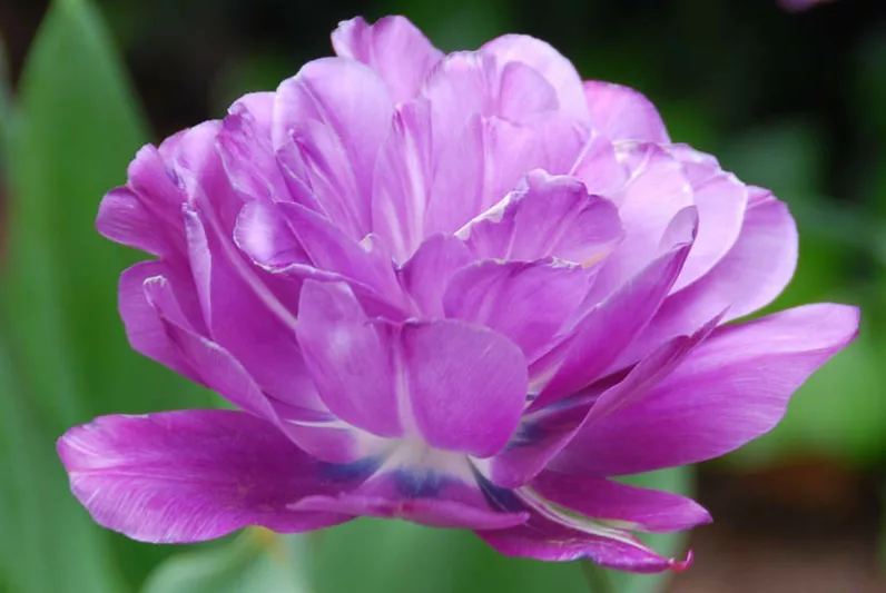 Tulipa Blue Spectacle,Tulip 'Blue Spectacle', Double Late Tulip 'Blue Spectacle', Double Late Tulips, Spring Bulbs, Spring Flowers, Tulipe Blue Spectacle, Purple Tulips, Late spring tulips, Tulipes Doubles Tardives