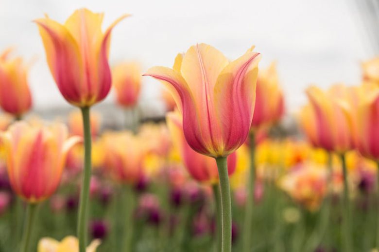 Tulipa Blushing Beauty, Tulip 'Blushing Beauty', Single Late Tulip 'Blushing Beauty', Single Late Tulips, Spring Bulbs, Spring Flowers, Tulipe Blushing Beauty, Yellow tulips, Pink tulips, Tulipes Simples Tardives